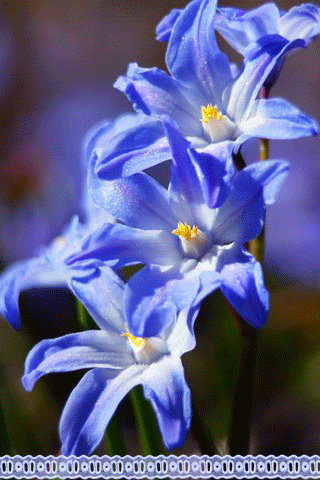 Открытки с пролесками скачать бесплатно. Открытки с пролесками онлайн.