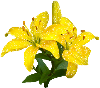 Открытки с желтыми лилиями gif. Открытки с желтыми лилиями скачать.