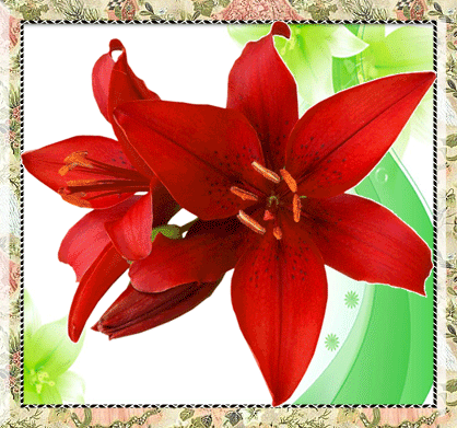 Открытки с красной лилией скачать. Анимационные открытки с красной лилией. 