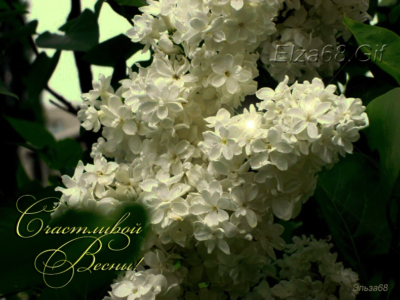 Открытки с белой сиренью анимационные. Открытки с белой сиренью gif.