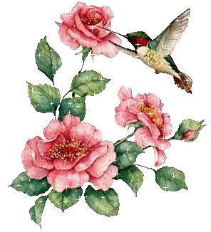 Открытки с колибри скачать бесплатно. Открытки с колибри онлайн.