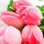 Нежные открытки с розовыми тюльпанами. Открытки с розовыми тюльпанами скачать.