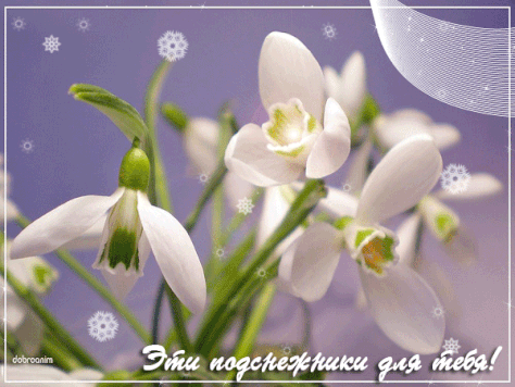 Открытки с подснежниками скачать бесплатно. Открытки с подснежниками gif.