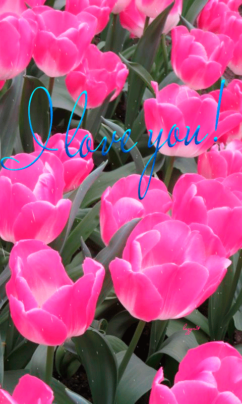 Нежные открытки с розовыми тюльпанами. Открытки с розовыми тюльпанами скачать.