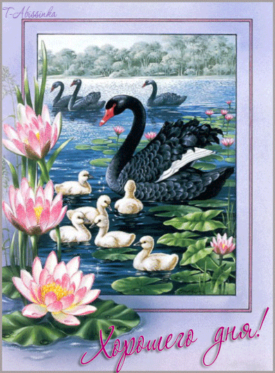 Открытки с лебедями скачать. Открытки с лебедями бесплатно. 