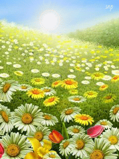Открытки с ромашковым полем с анимациями. Открытки с ромашковым полем gif.