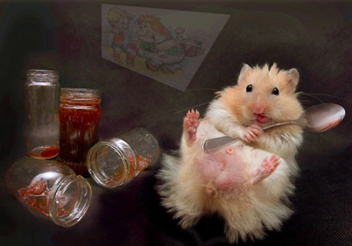 Скачать бесплатно открытки с хомяками. Открытки с хомяками gif.