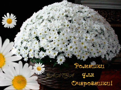 Открытки с букетом ромашек скачать бесплатно. Открытки с букетом ромашек онлайн.