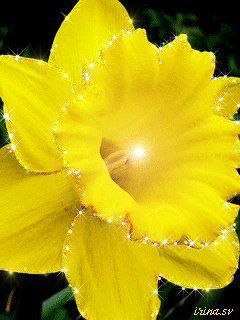 Открытки с желтыми нарциссами скачать бесплатно. Открытки с желтыми нарциссам...