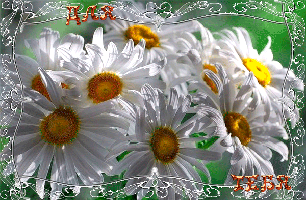 Открытки с ромашковым полем с анимациями. Открытки с ромашковым полем gif.