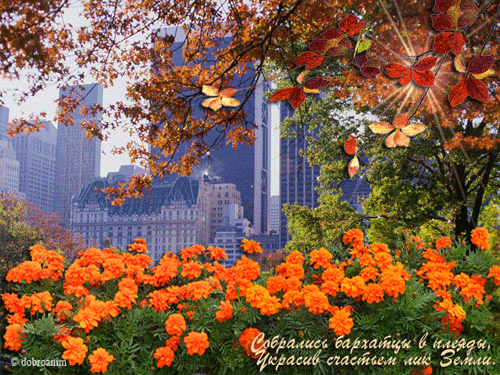 Открытки с бархатцами онлайн бесплатно. Открытки с бархатцами скачать.