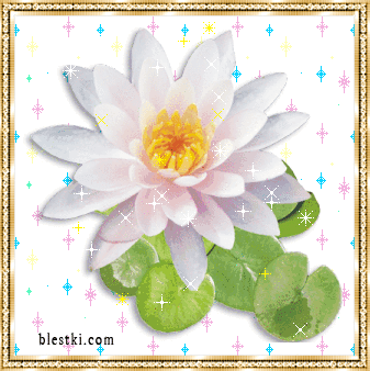 Открытки с водяными лилиями скачать бесплатно. Открытки с водяными лилиями он...