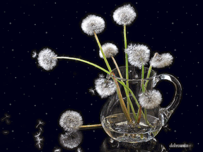 Открытки с белыми одуванчиками gif. Скачать открытки с белыми одуванчиками.