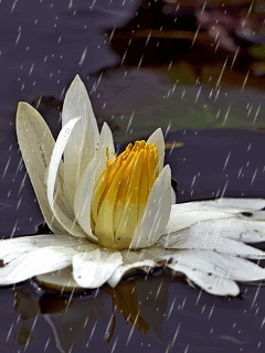 Открытки с водяными лилиями скачать бесплатно. Открытки с водяными лилиями он...