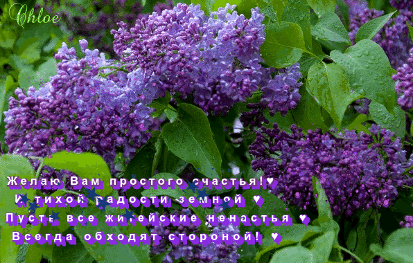 Открытки с кустами сирени скачать бесплатно. Открытки с кустами сирени онлайн.