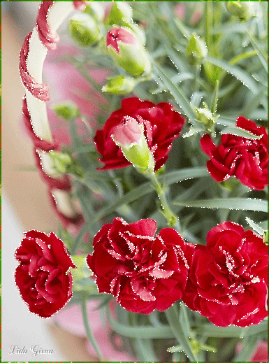 Открытки с гвоздиками скачать. Открытки с гвоздиками онлайн.