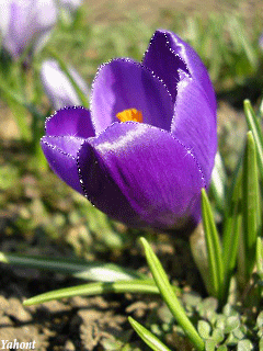 Открытки с крокусами скачать бесплатно. Открытки с крокусами онлайн.