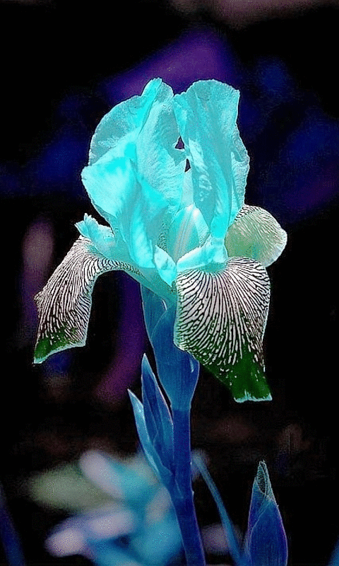 Открытки с ирисами скачать. Открытки с ирисами бесплатно онлайн.