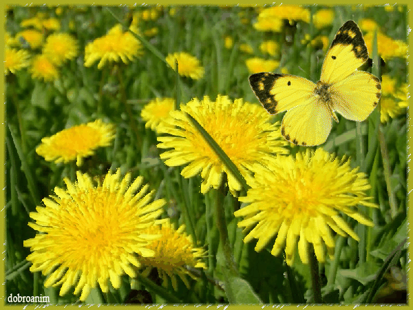 Открытки с желтыми одуванчиками скачать бесплатно. Открытки с желтыми одуванч...