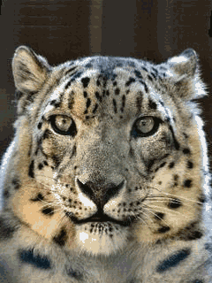 Открытки с леопардом скачать. Открытки с леопардом бесплатно.