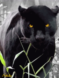 Открытки с пантерой скачать бесплатно. Открытки с пантерой gif.