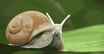 Открытки с улитками скачать бесплатно. Открытки с улитками онлайн.