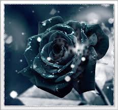 Открытки с черными розами скачать бесплатно. Открытки с черными розами gif.