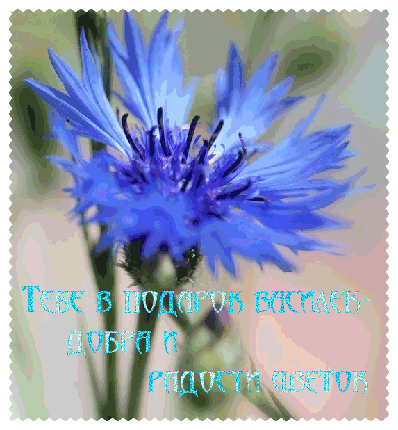 Открытки с букетом васильков скачать бесплатно. Открытки с букетом васильков ...