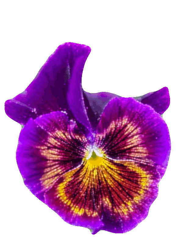 Открытки с фиолетовыми анютиными глазками скачать бесплатно.