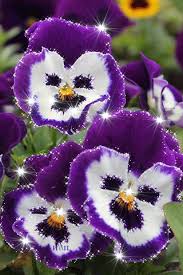 Открытки с фиолетовыми анютиными глазками скачать бесплатно.