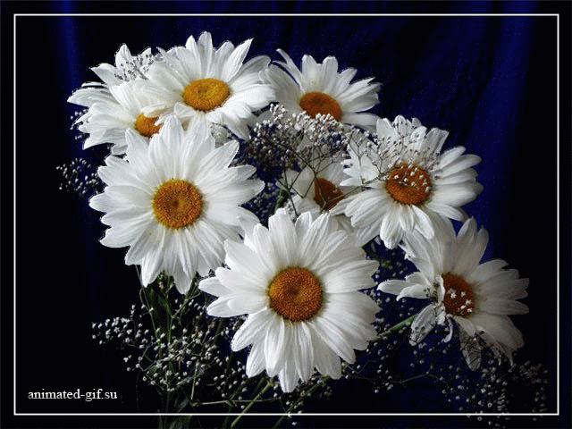 Открытки с букетом ромашек скачать бесплатно. Открытки с букетом ромашек онлайн.