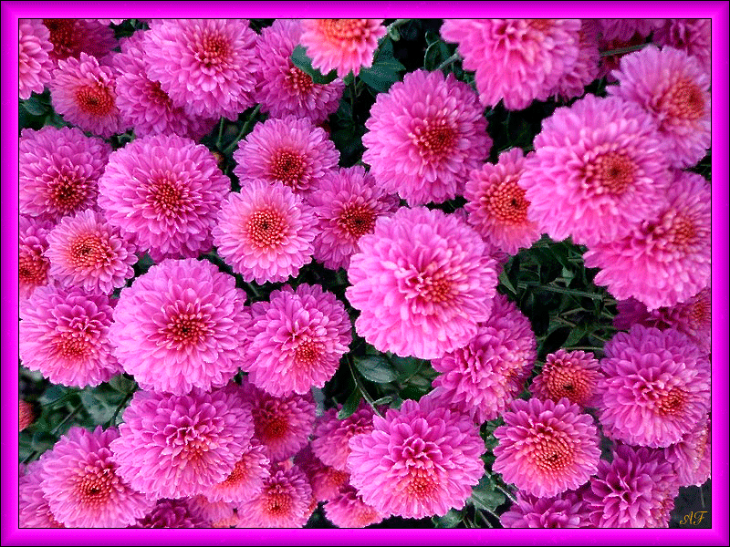 Открытки с маргаритками скачать бесплатно. Открытки с маргаритками онлайн.