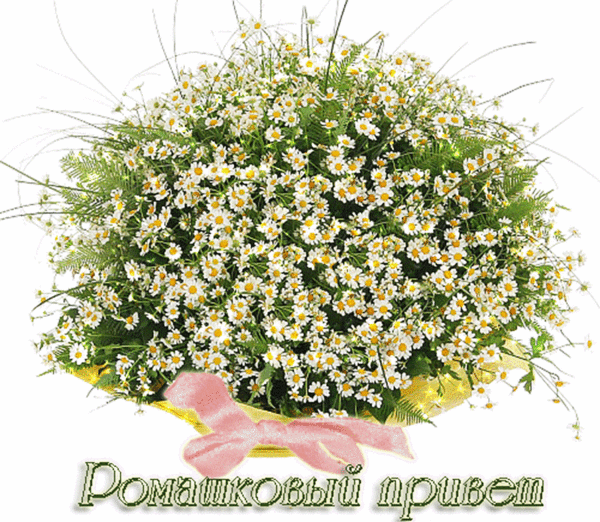 Открытки с букетом ромашек скачать бесплатно. Открытки с букетом ромашек онлайн.