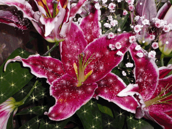 Открытки с розовыми лилиями скачать бесплатно. Открытки с розовыми лилиями ан...