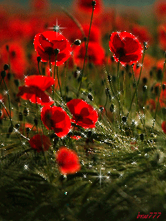 Открытки с маковым полем скачать бесплатно. Открытки с маковым полем онлайн.