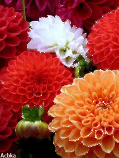 Открытки с георгинами скачать бесплатно. Открытки с георгинами онлайн.