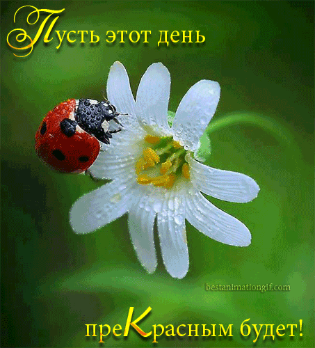 Открытки с божьей коровкой скачать бесплатно. Открытки с божьей коровкой онлайн.