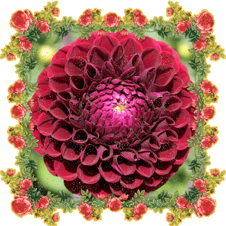 Открытки с георгинами скачать бесплатно. Открытки с георгинами онлайн.