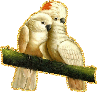 Открытки с попугаями скачать. Открытки с попугаями бесплатно.