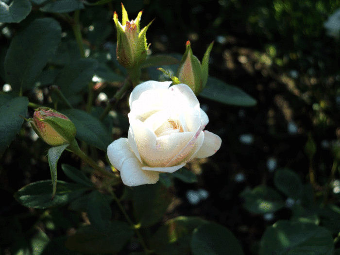 Открытки с распускающимися розами скачать бесплатно gif.      