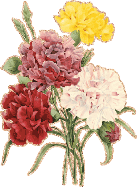 Открытки с гвоздиками скачать. Открытки с гвоздиками онлайн.