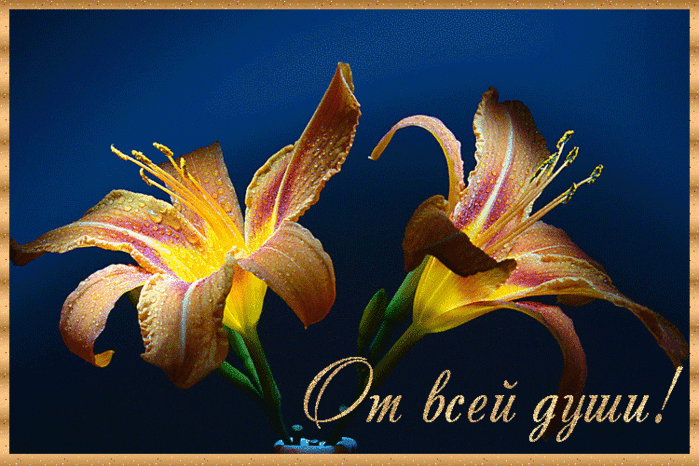 Открытки с лилейниками анимационные. Открытки с лилейниками gif.