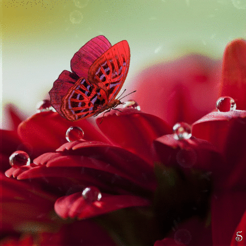 Открытки с росой на цветах скачать. Открытки с росой на цветах бесплатно.