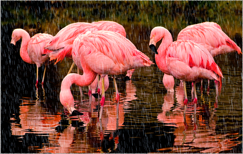 Открытки с фламинго с анимациями. Открытки с фламинго скачать.