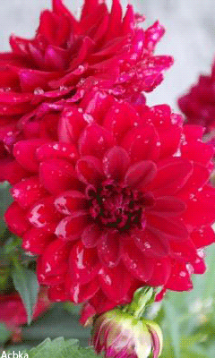 Открытки с георгинами скачать бесплатно. Открытки с георгинами онлайн.