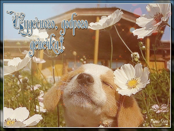 Анимационные открытки с собаками. Скачать бесплатно открытки с собаками.