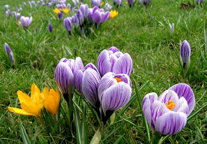 Открытки с крокусами скачать бесплатно. Открытки с крокусами онлайн.