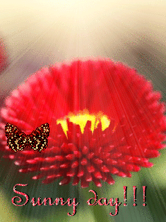 Открытки с маргаритками скачать бесплатно. Открытки с маргаритками онлайн.