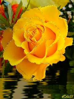 Открытки с желтыми розами скачать. Анимационные открытки с желтыми розами.