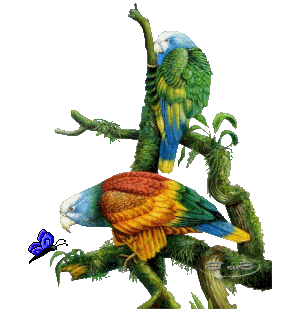 Открытки с попугаями скачать. Открытки с попугаями бесплатно.